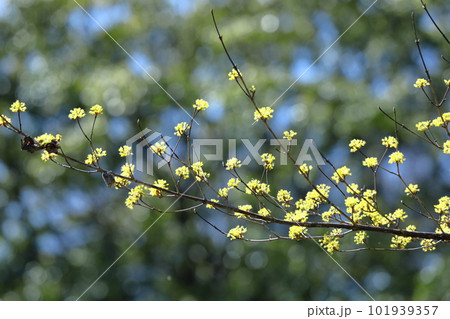 庭のサンシュウユ 101939357