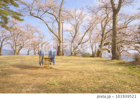 【荒神山スポーツ公園】桜と遊具【朝】 101939521