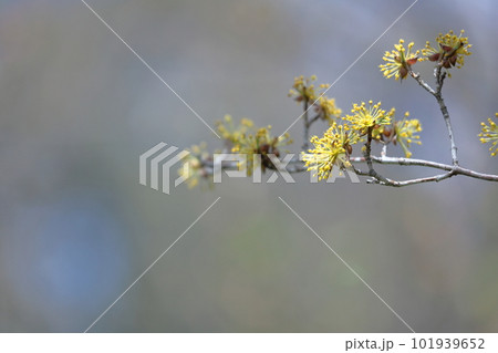 庭のサンシュウユ 101939652