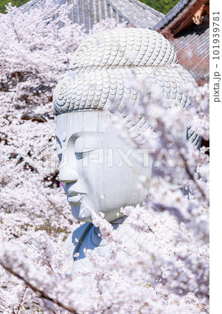 桜からちらっと 桜からちらっと 101939781