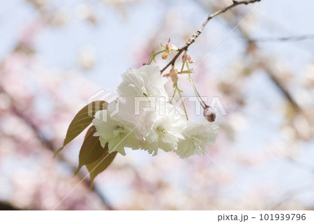 桜の花 桜の花 101939796