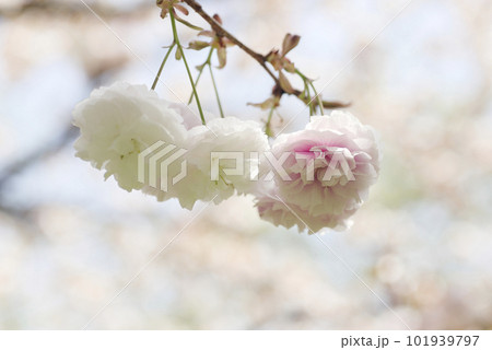 桜の花 桜の花 101939797