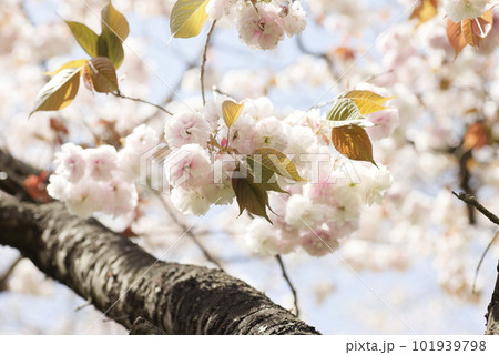 桜の花 101939798