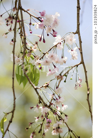 桜の花 桜の花 101939824