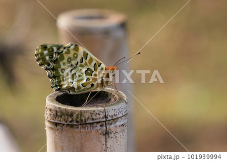 黄色の地に黒い斑点がヒョウ柄模様の翅を持つミドリヒョウモン 101939994