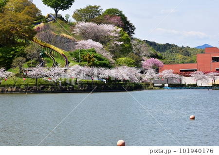 藤枝市　蓮華寺池公園のジャンボすべり台と藤枝市郷土博物館・文学館と蓮華寺池と満開桜 101940176