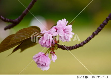 4月下旬からどこにでも顔を出すツツジ 4月下旬からどこにでも顔を出すツツジ 101940491