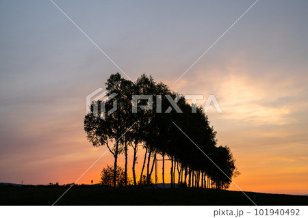 北海道美瑛町　夕暮れ時の白樺並木の丘 101940492