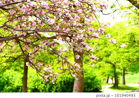 4月下旬からどこにでも顔を出すツツジ 4月下旬からどこにでも顔を出すツツジ 101940493