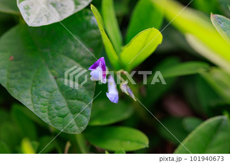 道端や林縁でみられるつる性の1年草ヤブマメ 101940673