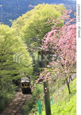 わたらせ渓谷鐵道「森林の新緑と花桃咲く沿線風景」 101940687