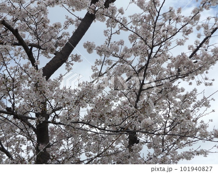 こじま花の会花畑の桜並木の満開の桜 101940827