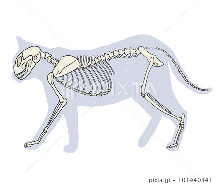 猫の骨格（名称なし） 101940841