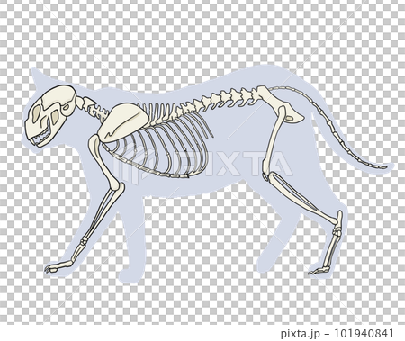 Cat skeleton (no name) 101940841