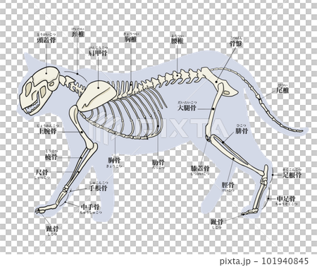 猫の骨格 101940845