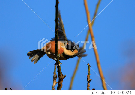 鳴き真似や芸をこなす器用な鳥 ヤマガラ 101940924