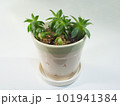 センペルビブム ベンケイソウ科 多肉植物 Vol.1 101941384