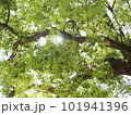 春の木漏れ日 Vol.1 101941396