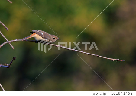 愛らしい仕草の冬鳥 ジョウビタキの雌 愛らしい仕草の冬鳥 ジョウビタキの雌 101941458