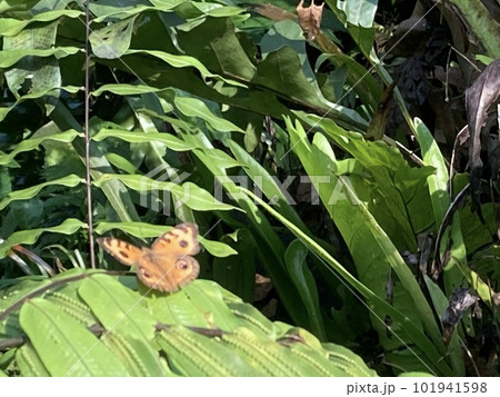 バタフライパークで撮影した羽を休める蝶々 101941598