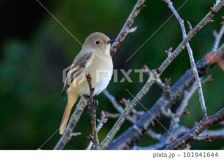 愛らしい仕草の冬鳥 ジョウビタキの雌 愛らしい仕草の冬鳥 ジョウビタキの雌 101941644