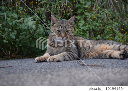 雉猫 雉猫 101941694
