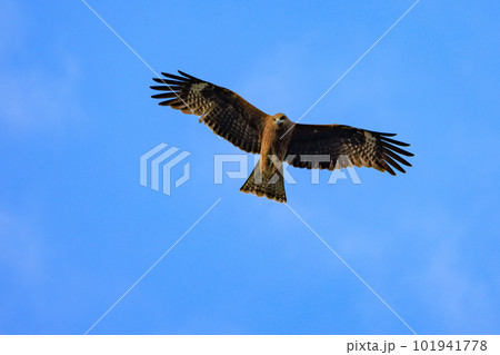 食性の違いから「トンビが鷹を産むと」格下扱いの鷹の仲間のトンビ 101941778
