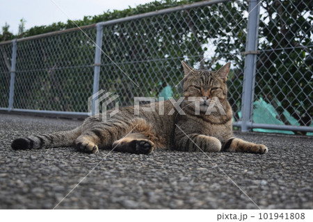 寝そべる雉猫 寝そべる雉猫 101941808
