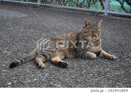 寝そべる雉猫 101941809