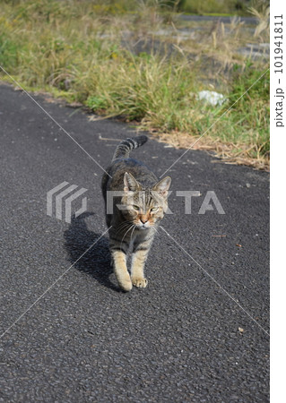 歩く雉猫 101941811