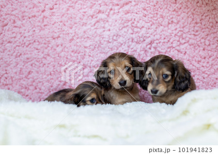 カニンヘンダックスフンドの仔犬 101941823