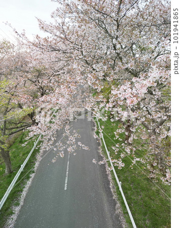 桜並木の道路 空撮 桜並木の道路 空撮 101941865