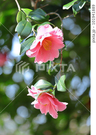 厳冬に凛と咲く 101941889