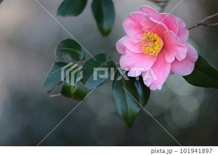 厳冬に凛と咲く 101941897