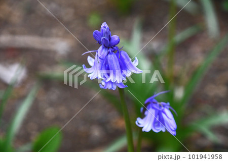 シラー・カンパニュラタ（釣鐘水仙） 101941958