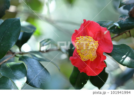 厳冬に凛と咲く 101941994