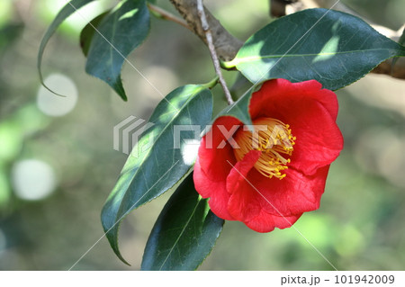 厳冬に凛と咲く 101942009