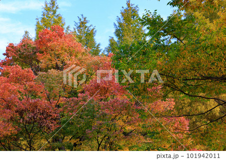錦のように色づく公園の秋 錦のように色づく公園の秋 101942011