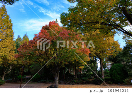 錦のように色づく公園の秋 101942012