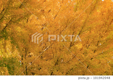 錦のように色づく公園の秋 101942048