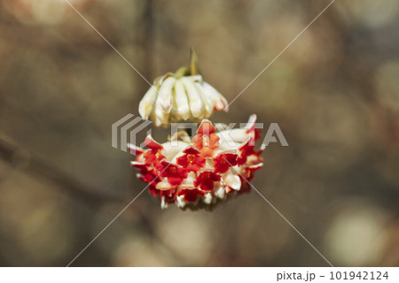ミツマタの花 ミツマタの花 101942124