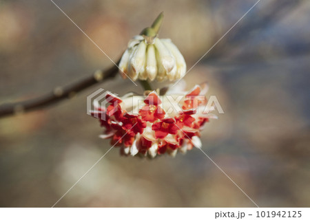 ミツマタの花 101942125