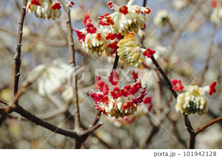ミツマタの花 ミツマタの花 101942128