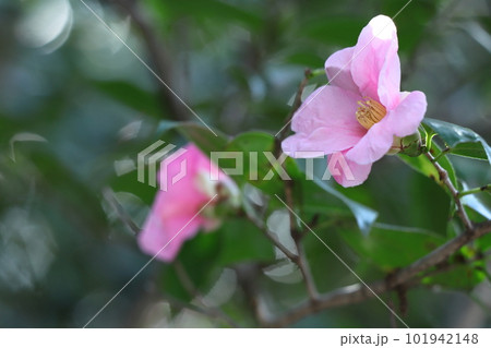 厳冬に凛と咲く 101942148