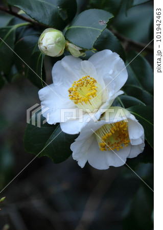 厳冬に凛と咲く 101942463