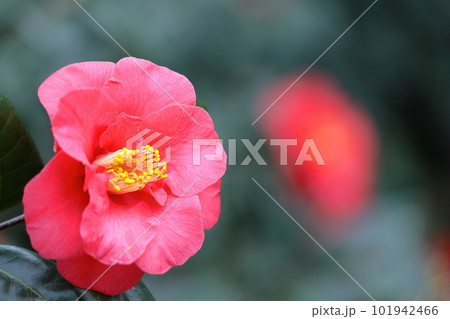 厳冬に凛と咲く 101942466