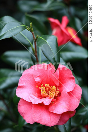 厳冬に凛と咲く 厳冬に凛と咲く 101942469