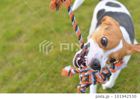 The dog is playing tug-of-war with the rope. Playful dog with toy. Tug of war between master and beagle dog. The dog is playing tug-of-war with the rope. Playful dog with toy. Tug of war between master and beagle dog. 101942530