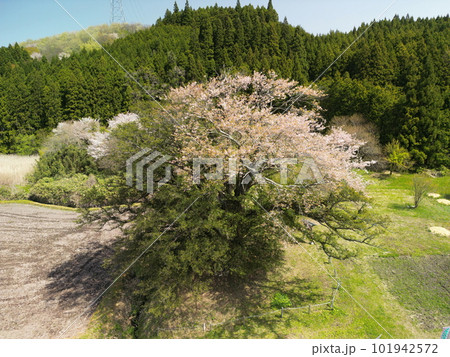 満開の矢木のカヤ桜 101942572