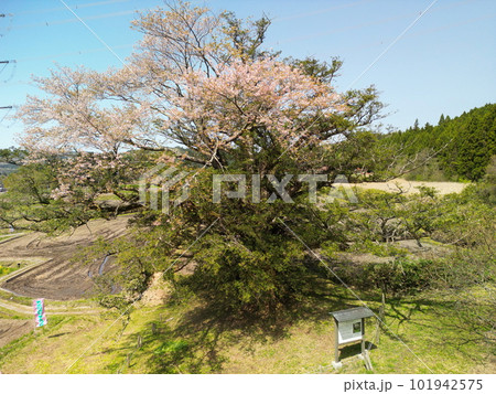 満開の矢木のカヤ桜 101942575